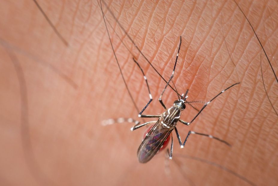 Día mundial del mosquito: mejores remedios para picaduras Día mundial del mosquito: mejores remedios para picaduras