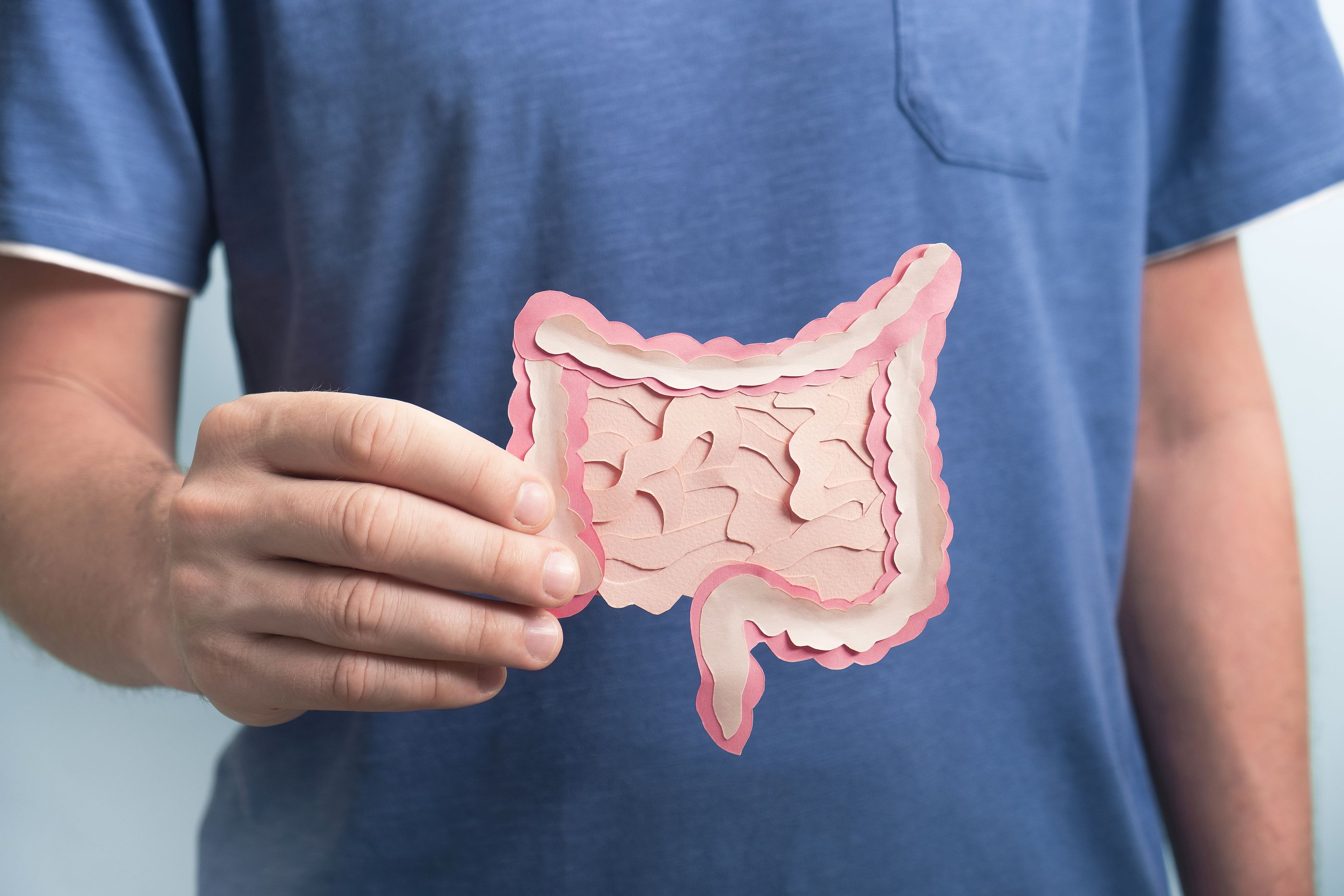 El complejo y eficiente tránsito intestinal. Foto: Bigstock