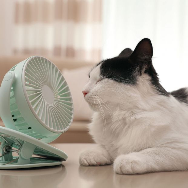 Cómo proteger a tu gato de un golpe de calor en verano (bigstock)