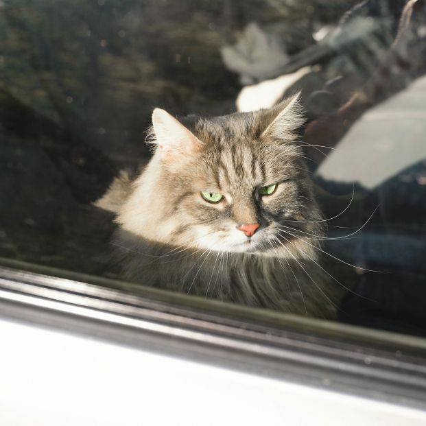 Nunca dejes a tu gato encerrado en el coche y menos en verano (bigstock)