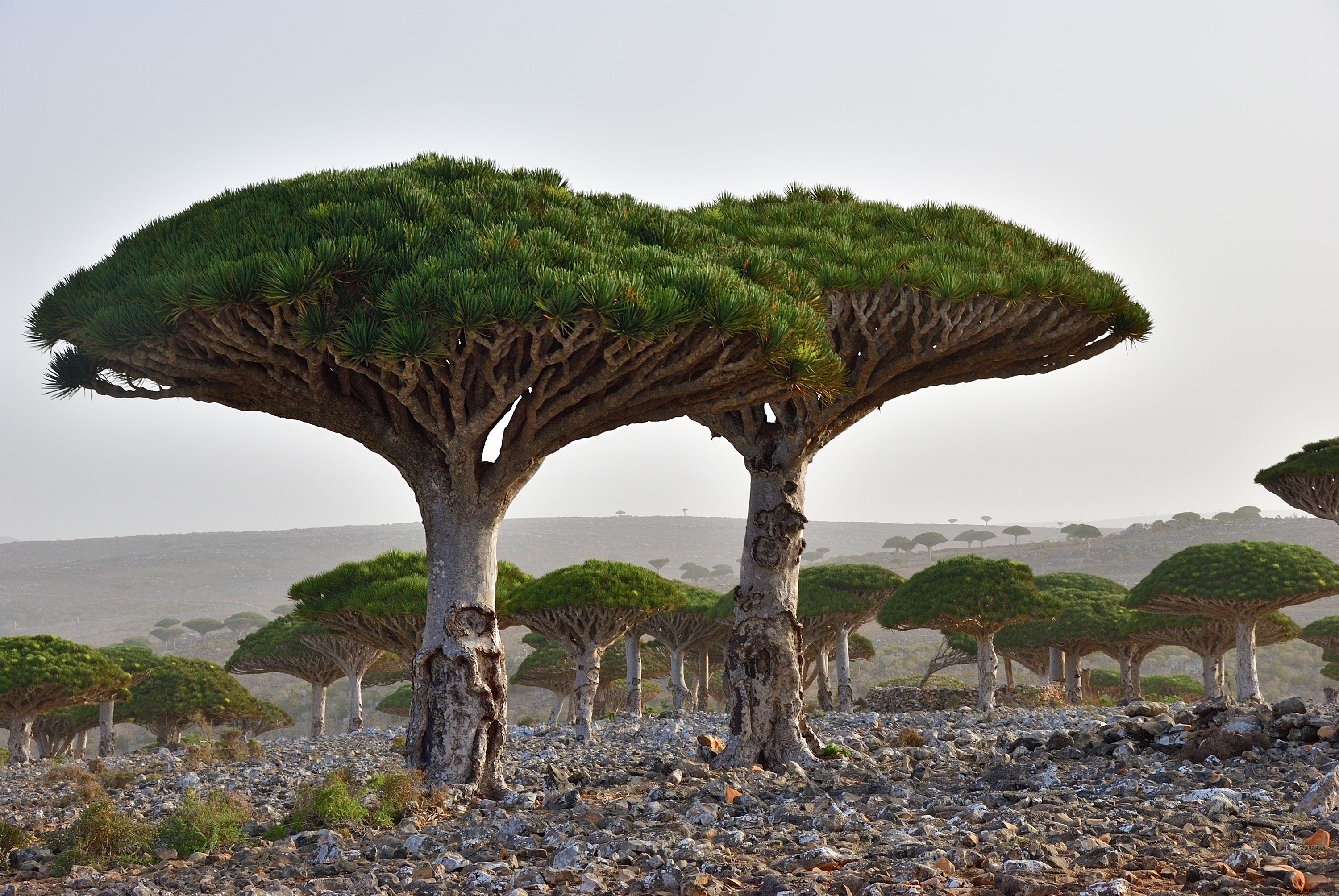 Árbol de la sangre de dragón en Socotra (bigstock)