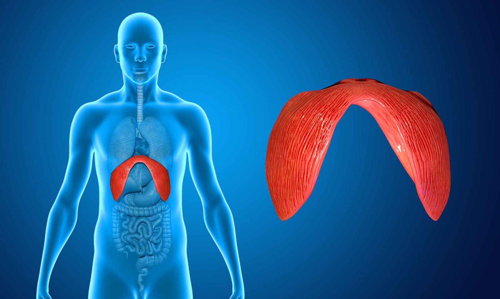 Conoce el diafragma, uno de los músculos con más funciones dentro del organismo 