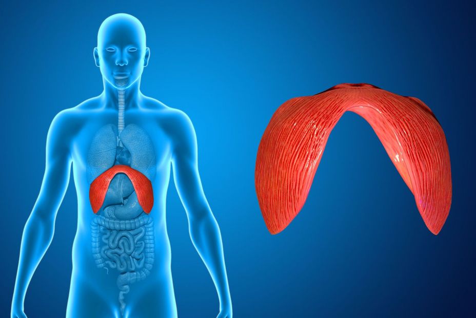 Conoce el diafragma, uno de los músculos con más funciones dentro del organismo 