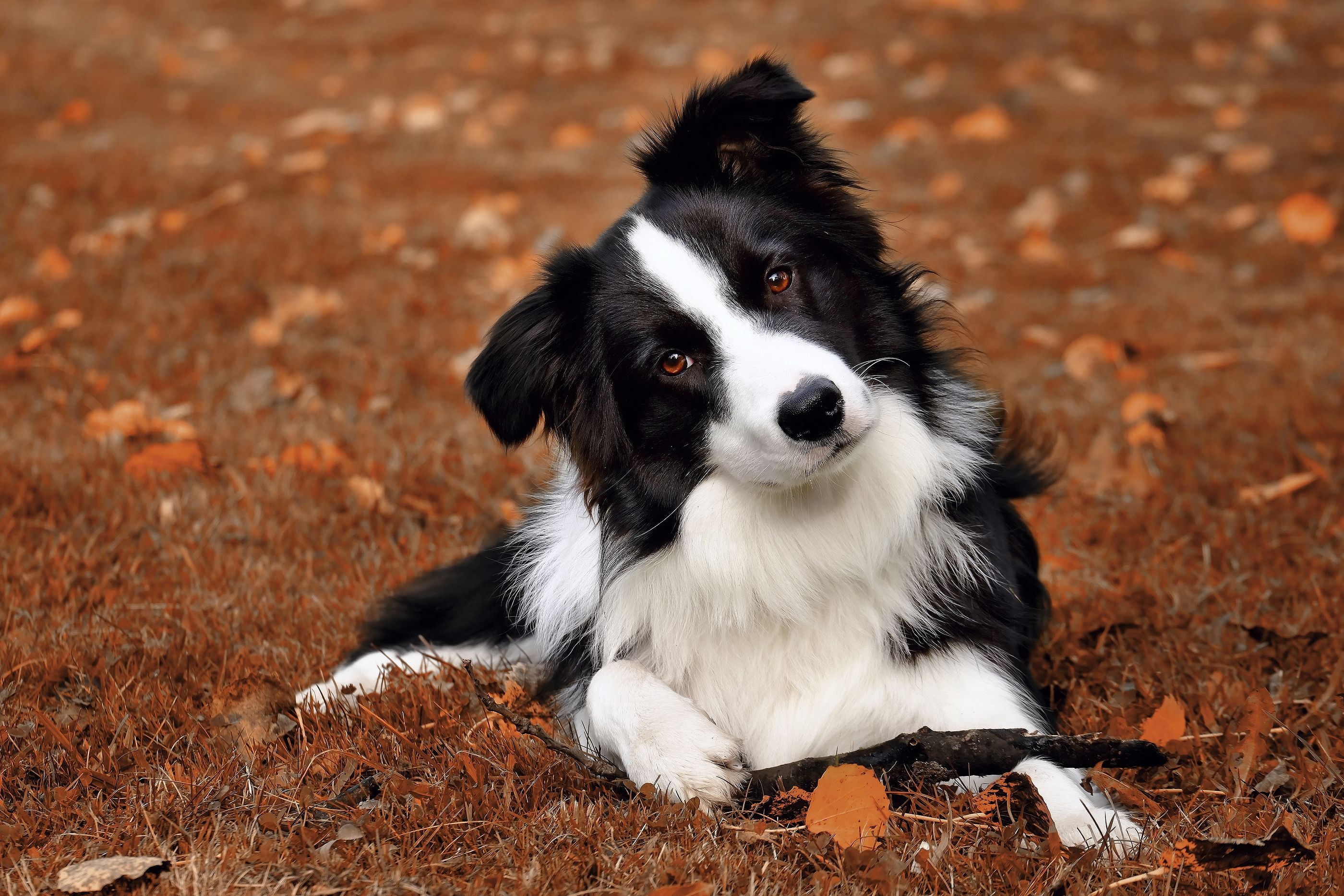 ¿Los perros diferencian cuando hacemos algo sin querer o a propósito? Un estudio da la respuesta (Foto: bigstock)