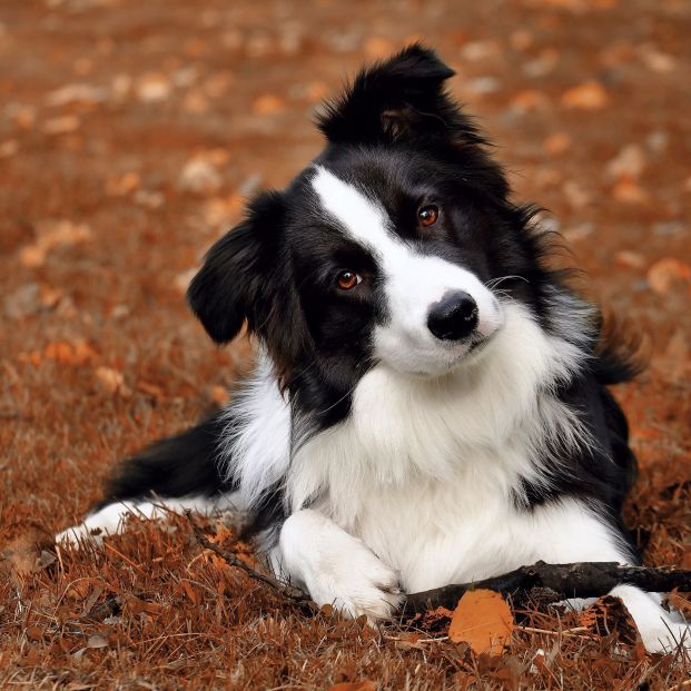 Perro en un bosque