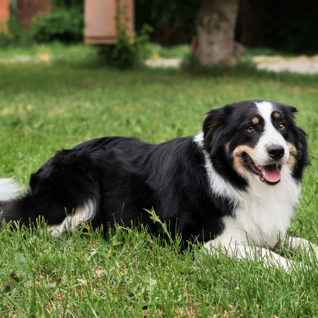 Border collie es la raza de perro más inteligente (bigstock)