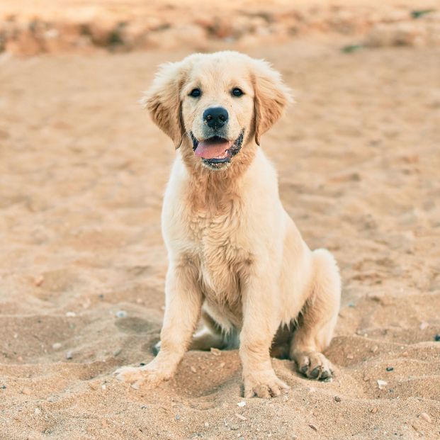 Golden retriever (bigstock)