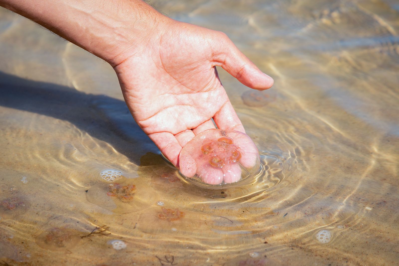 ¡Cuidado, medusas! Foto: bigstock 