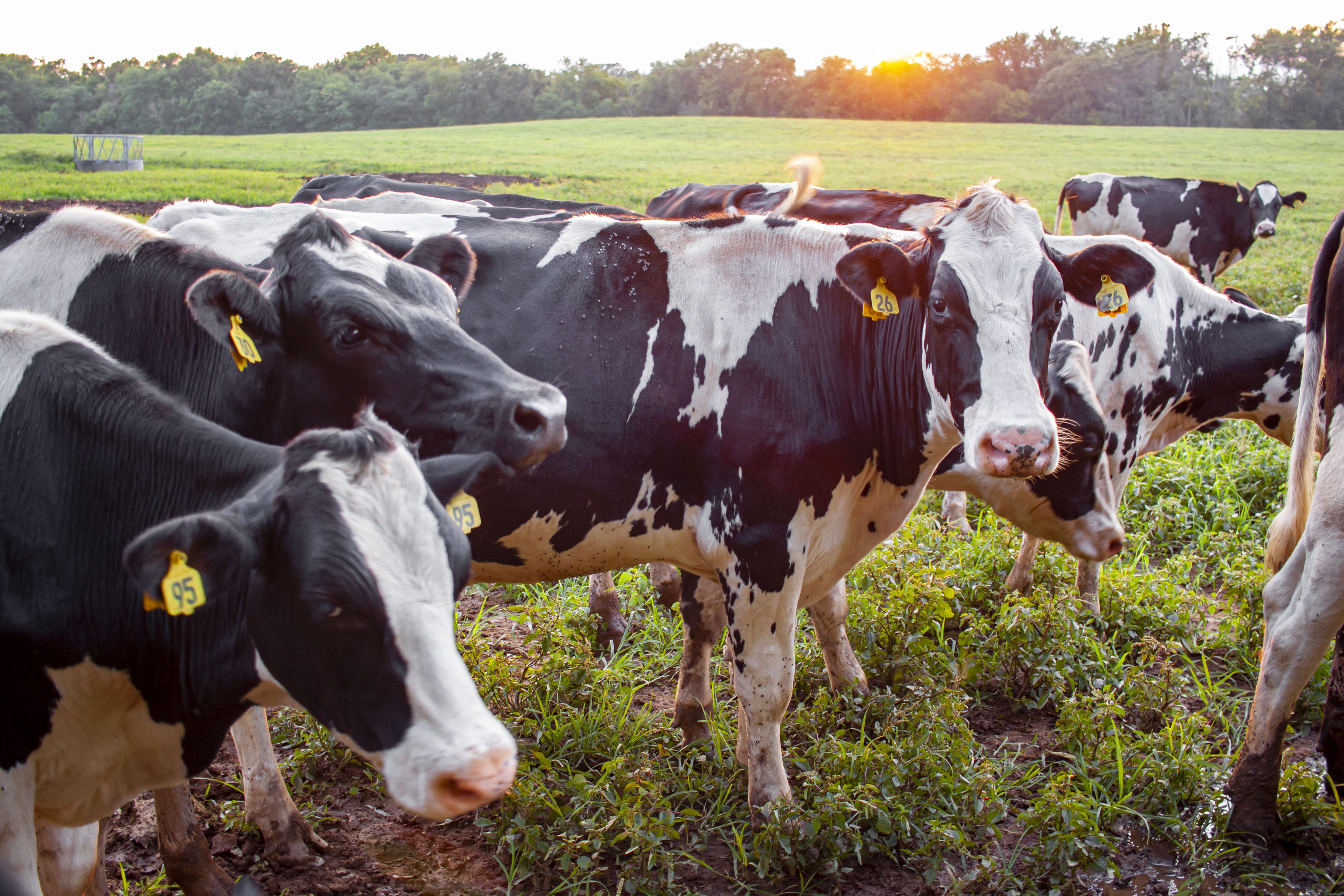 Leche más barata que el agua: guerra de precios en el sector lácteo