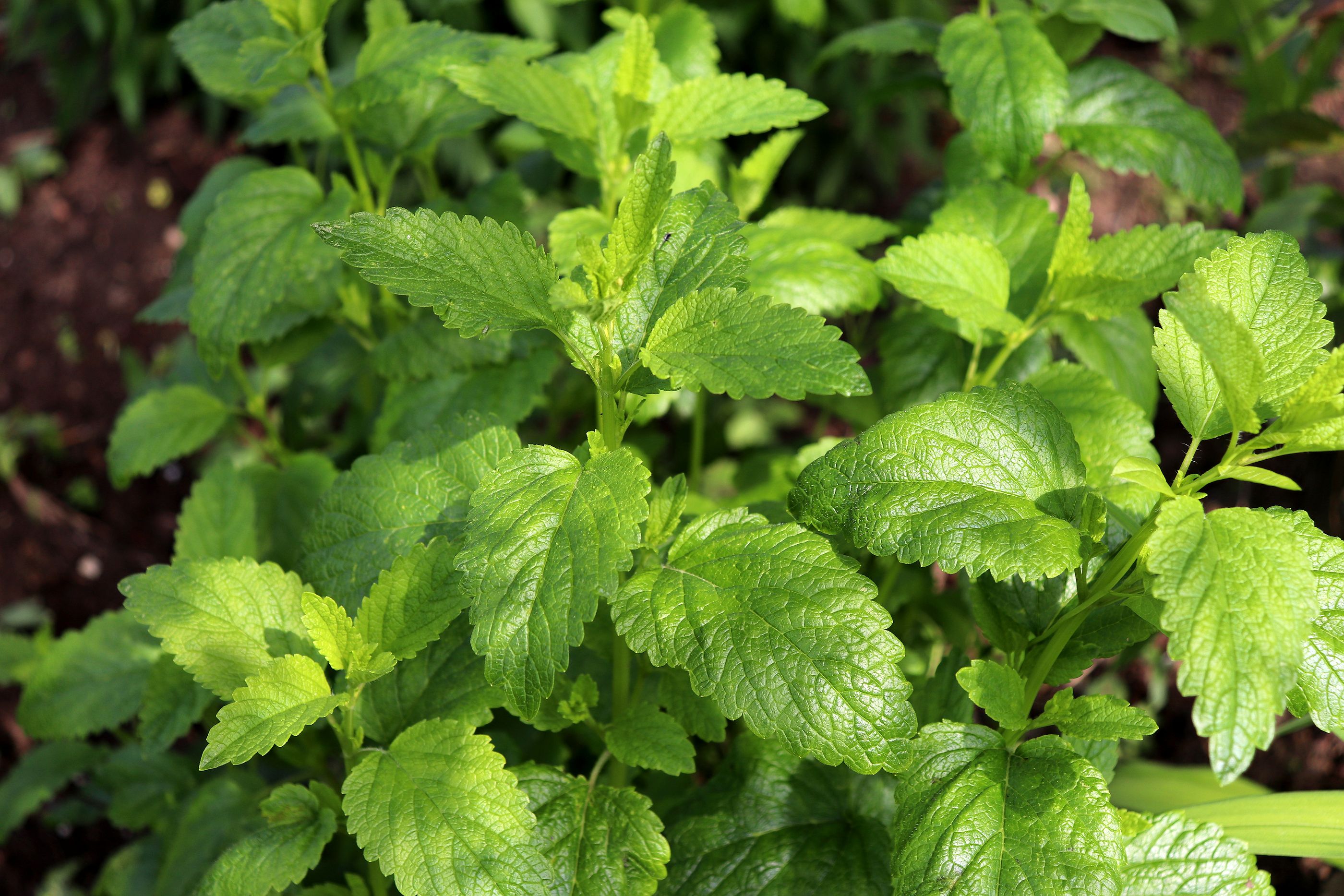 Citronela, la planta estrella del verano