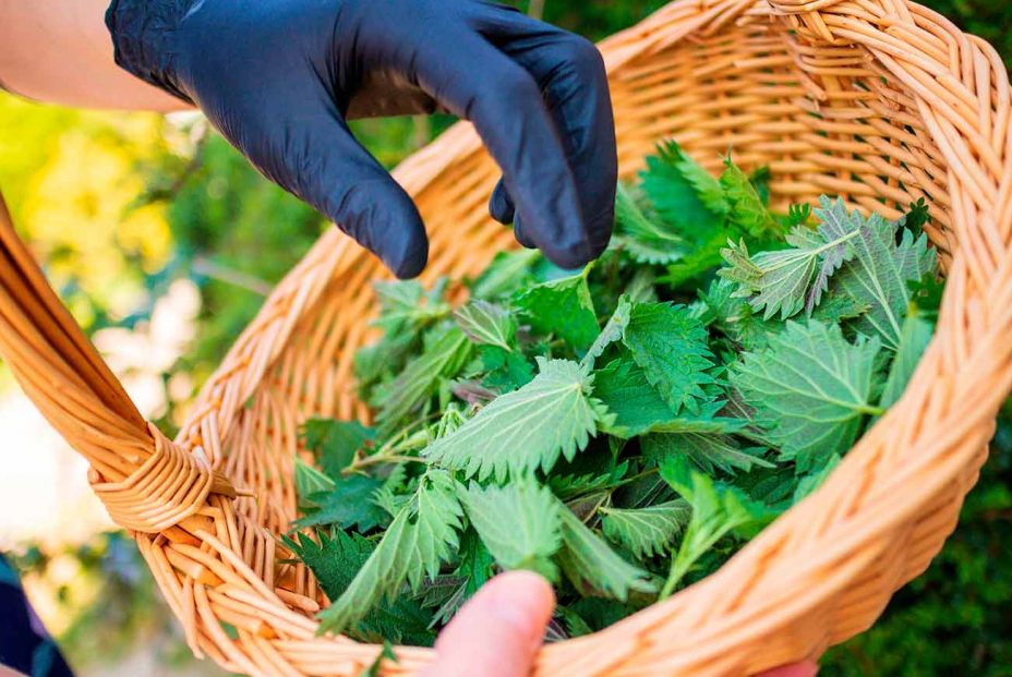 Las verduras que comían nuestras abuelas y que hoy hemos olvidado