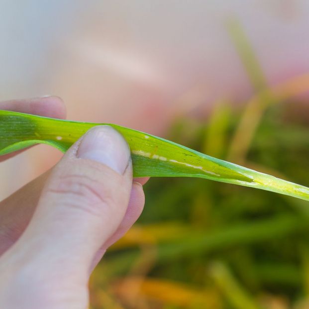 Truco rápido para saber si el problema de tu plantas son los pulgones (Foto Bigstock)