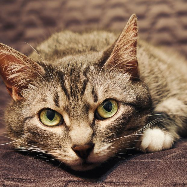 'Tably' analiza la expresión facial del gato para determinar cómo se siente (bigstock)