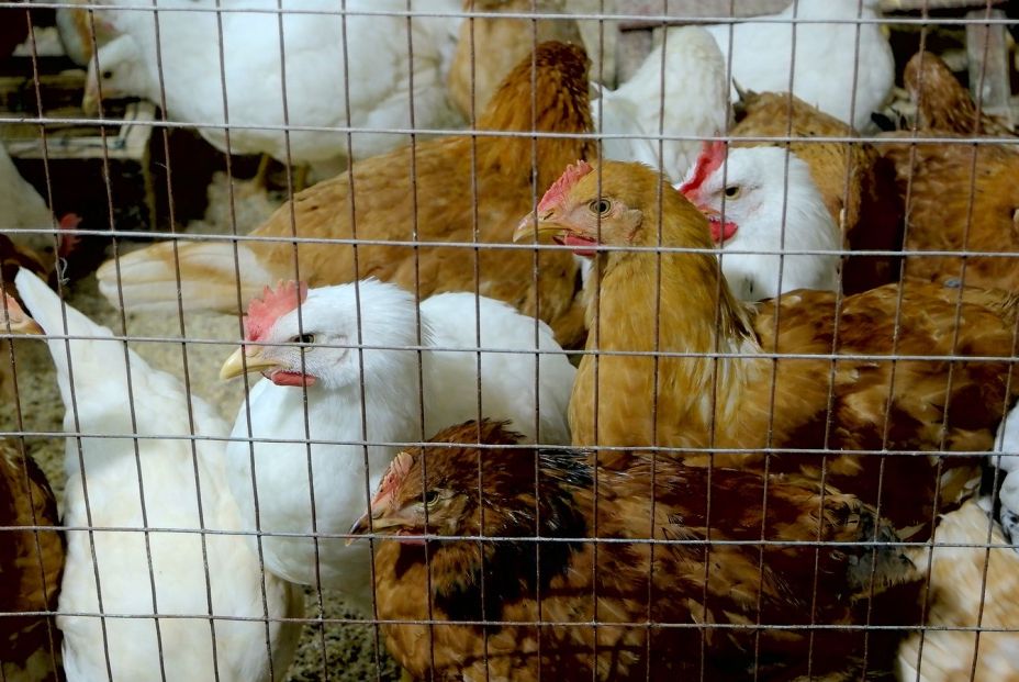 ¿Sabes distinguir la procedencia de cada pollo? (bigstock)