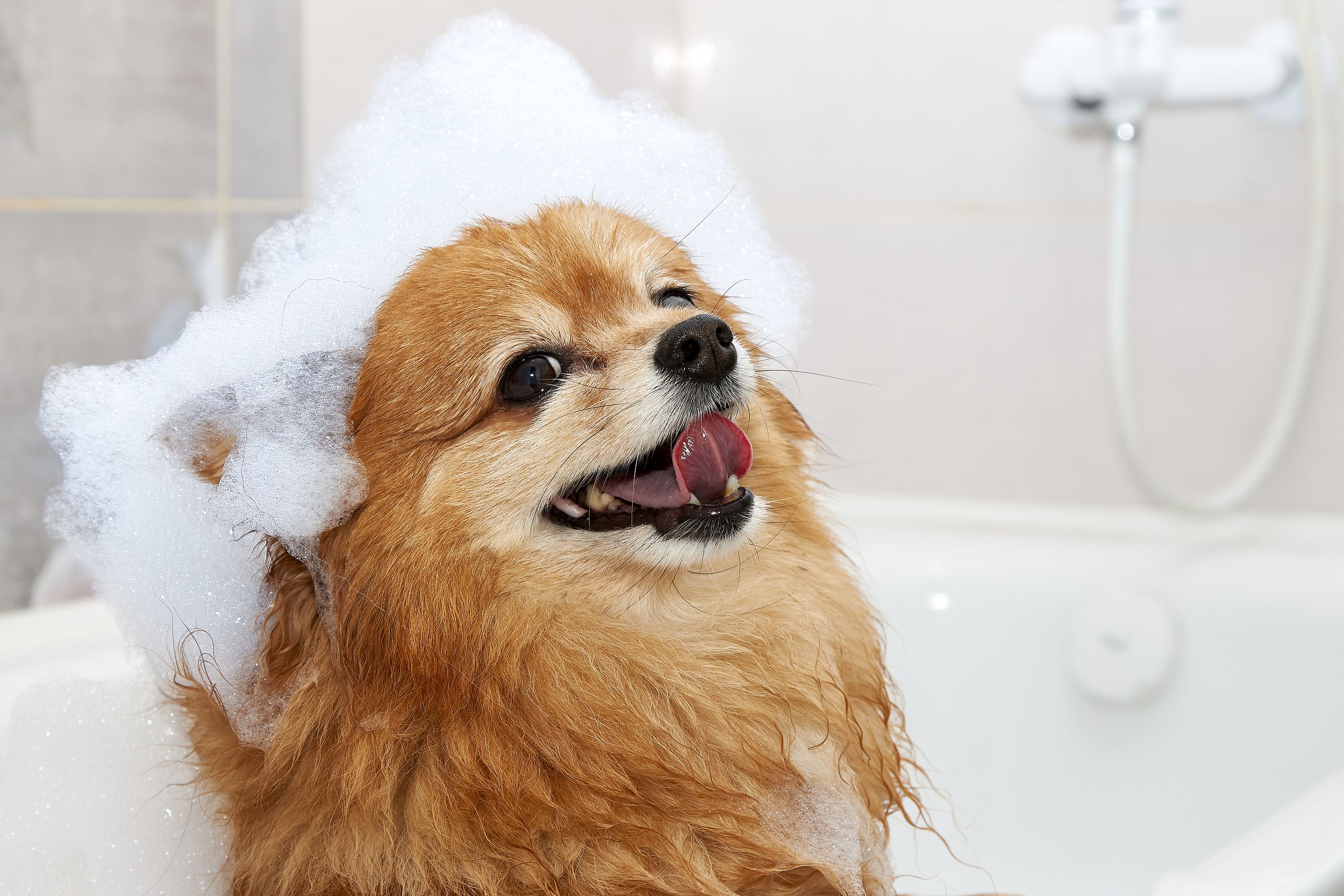 ¿Cada cuánto tiempo debes bañar a tu perro? (Foto: bigstock)