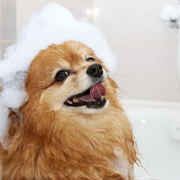 ¿Cada cuánto tiempo debes bañar a tu perro? (Foto: bigstock)