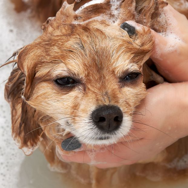  Establecer una rutina ayuda a que tu perro se vaya acostumbrando poco a poco al baño. (Foto: bigstock)