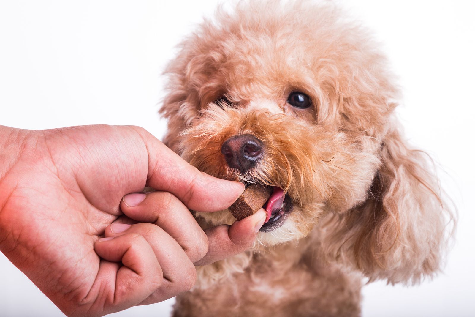 Medicamentos tóxicos para tu mascota (bigstock)