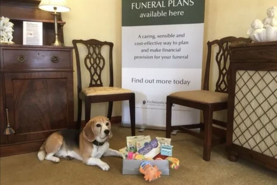 Basil, el perro que trabaja en una funeraria consolando a las personas en duelo (Foto: Clive Pugh Direct)