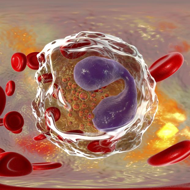 Eosinófilos: ¿qué son y qué significa que sus valores sean altos en un análisis de sangre?