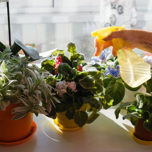 Consejos para que no les falte agua a tus plantas si te vas de viaje (Foto Bigstock) 2