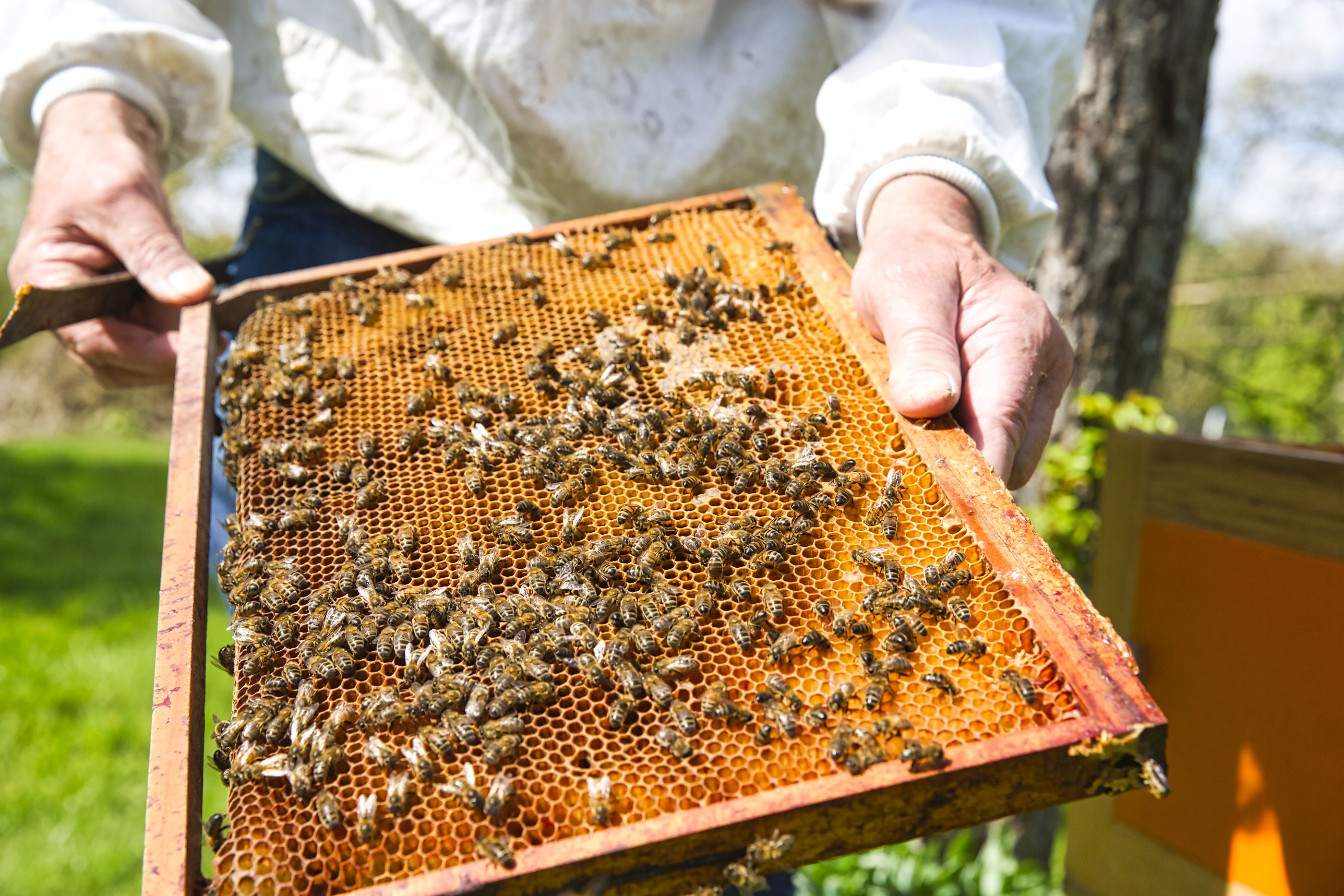 El nuevo test de coronavirus que pueden haber encontrado los científicos: las abejas (bigstock)