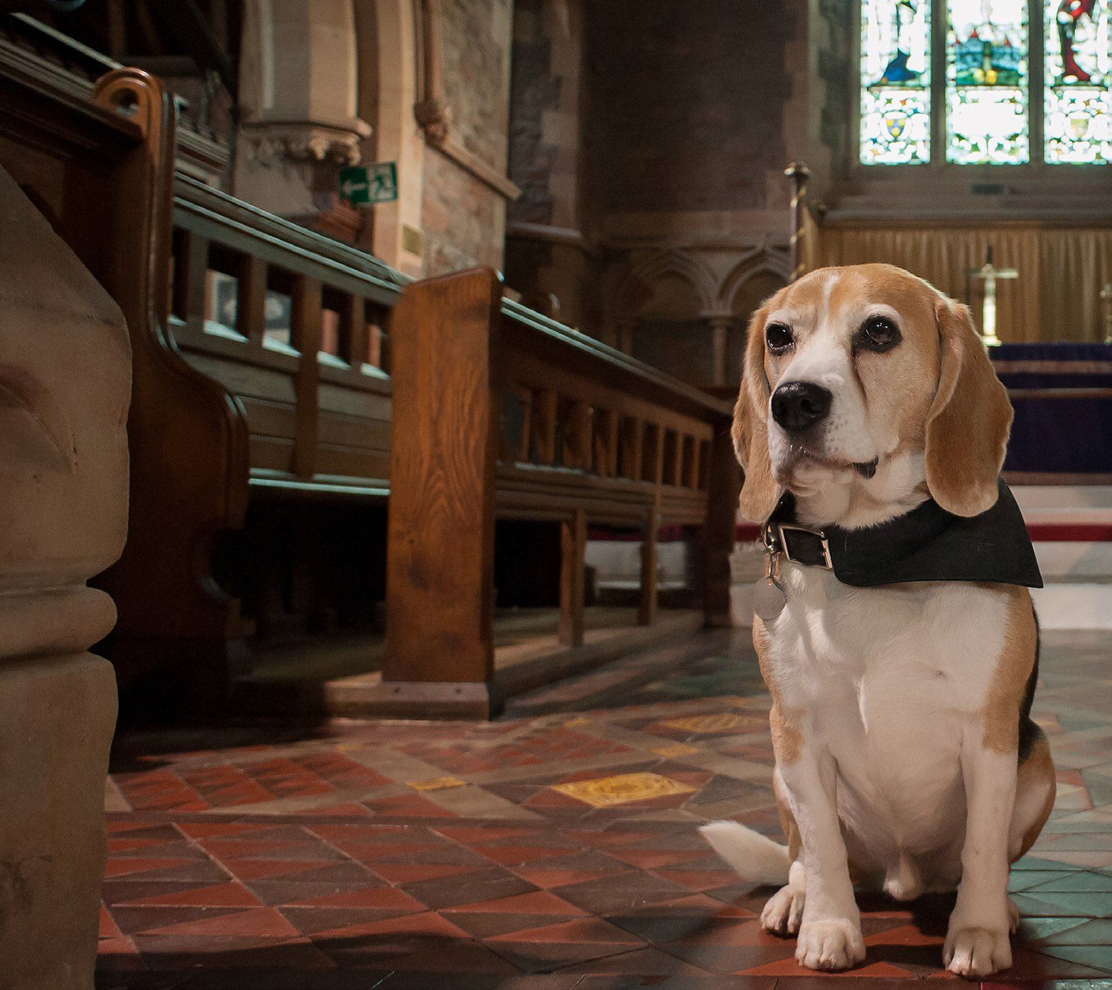 Basil, el perro que trabaja en una funeraria consolando a las personas en duelo (Foto: Clive Pugh Direct)