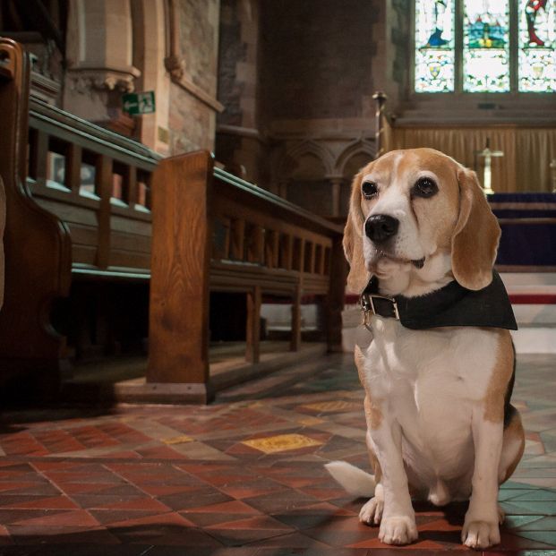 Basil, el perro que trabaja en una funeraria consolando a las personas en duelo (Foto: Clive Pugh Direct)