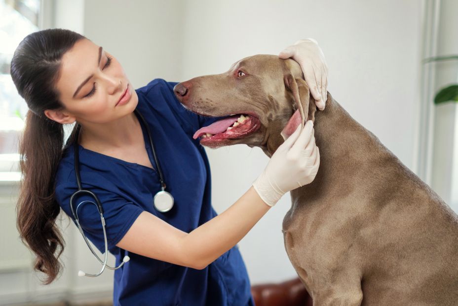 Perros o gatos: ¿quiénes visitan más el veterinario?