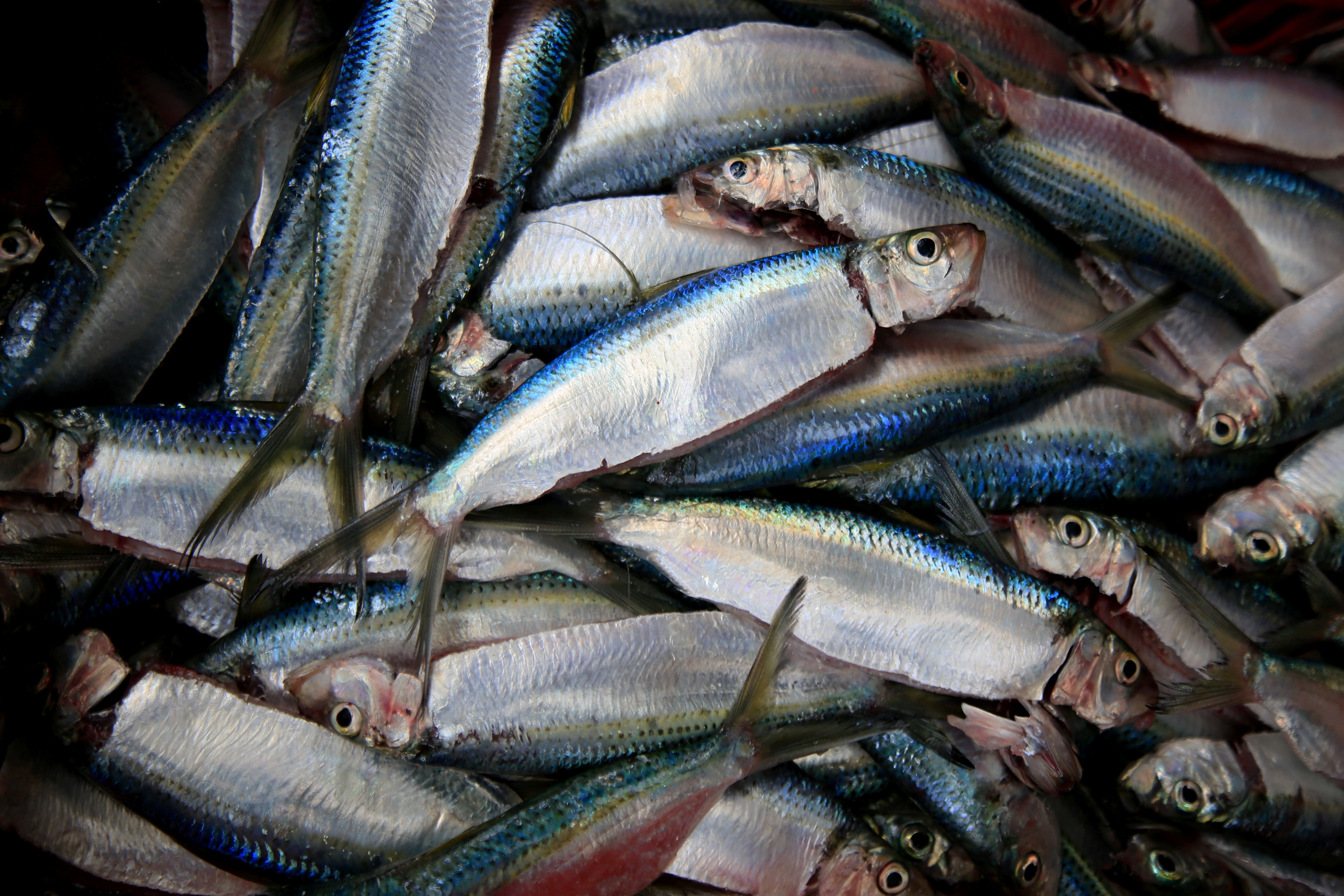 Para proteína, la sardina