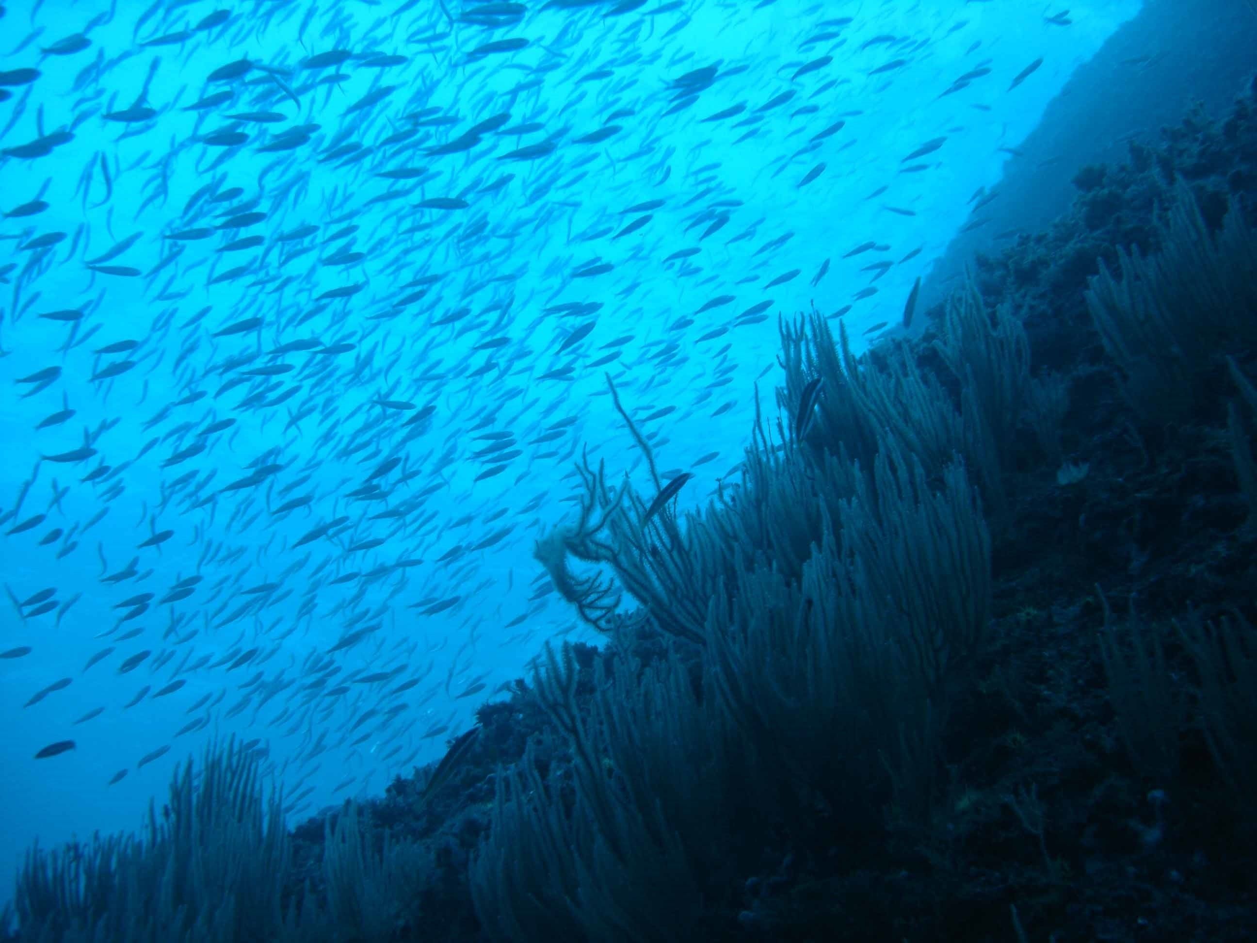 Sardinas y arenques, en peligro de extinción por el cambio climático. Foto: Europa Press