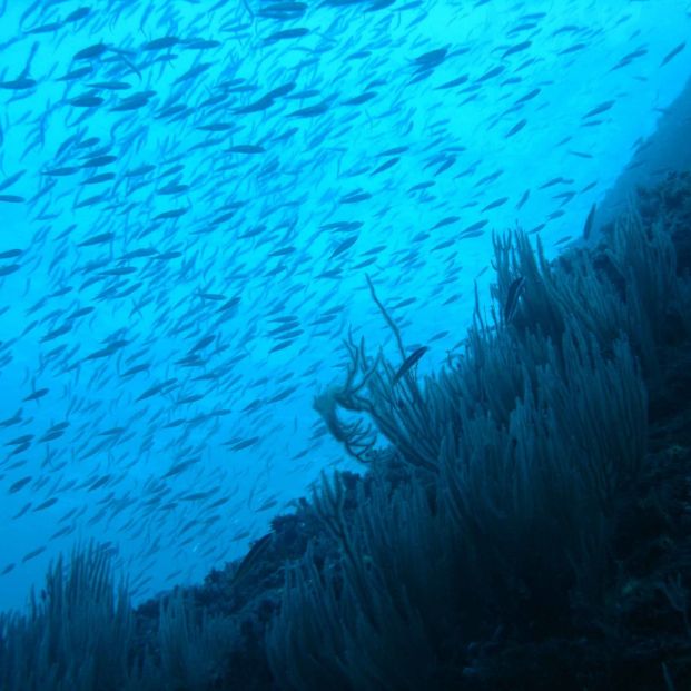 Sardinas y arenques, en peligro de extinción por el cambio climático. Foto: Europa Press