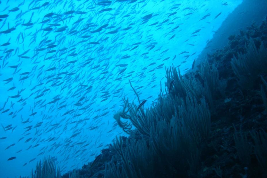 Sardinas y arenques, en peligro de extinción por el cambio climático. Foto: Europa Press