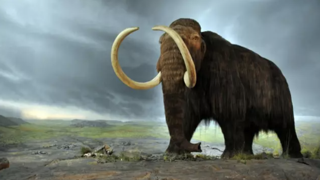 Descubren detalles asombrosos sobre la vida en Alaska de un mamut de hace 17.000 años. Foto: Europa Press