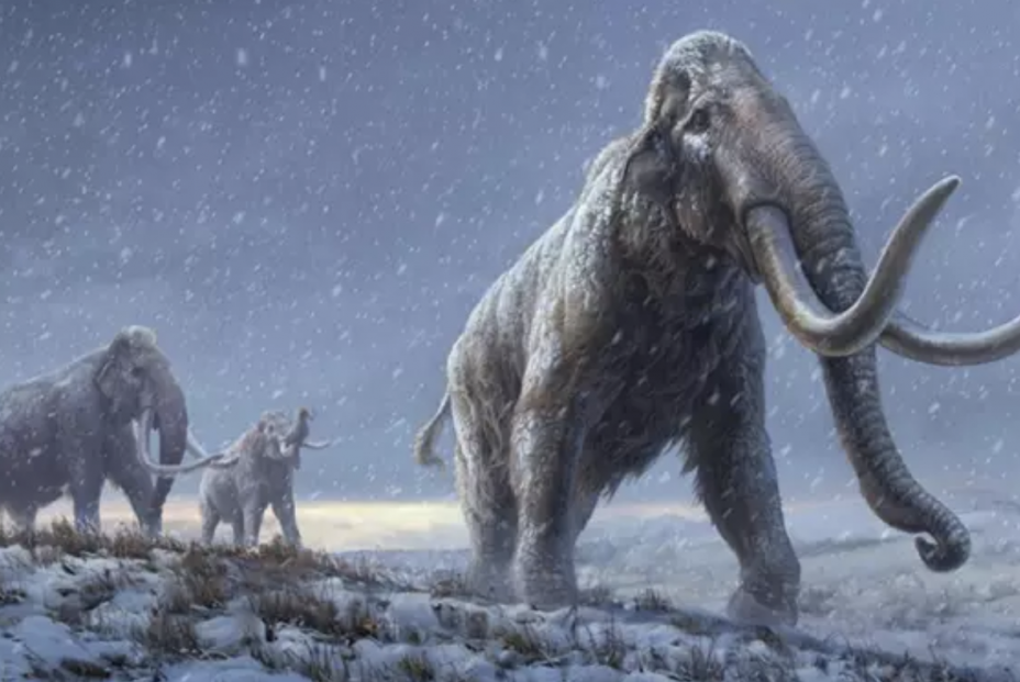Descubren detalles asombrosos sobre la vida en Alaska de un mamut de hace 17.000 años. Foto: Europa Press
