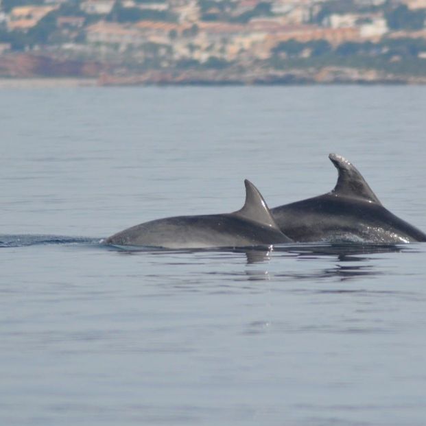 EuropaPress 3652052 delfines junto almadra ellos tt831 avistado otras dos ocasiones anteriores