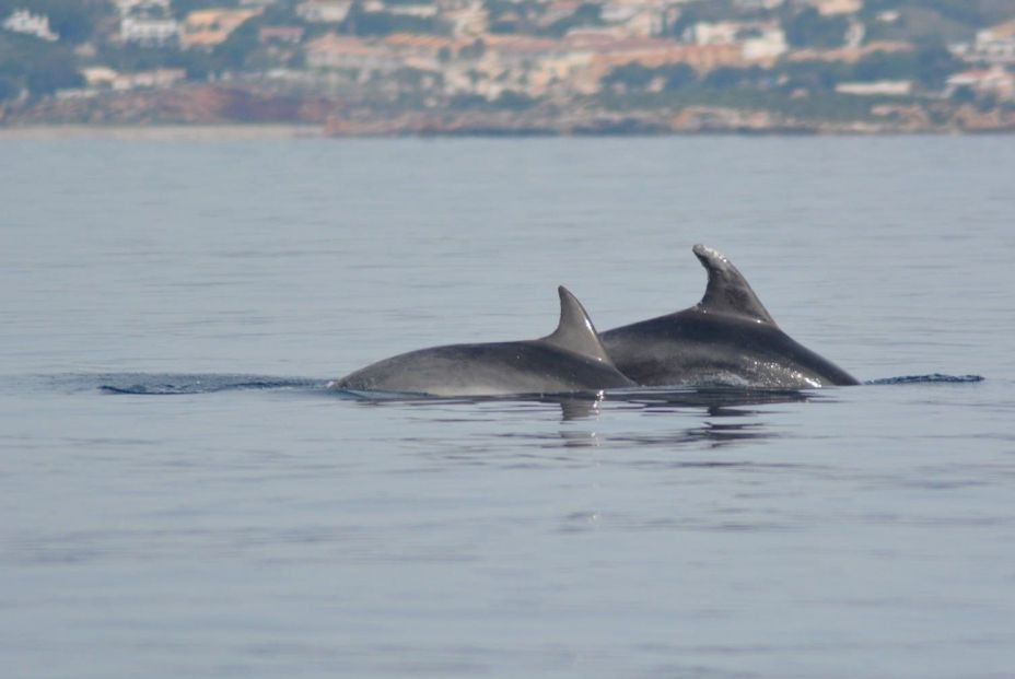 EuropaPress 3652052 delfines junto almadra ellos tt831 avistado otras dos ocasiones anteriores EuropaPress 3652052 delfines junto almadra ellos tt831 avistado otras dos ocasiones anteriores
