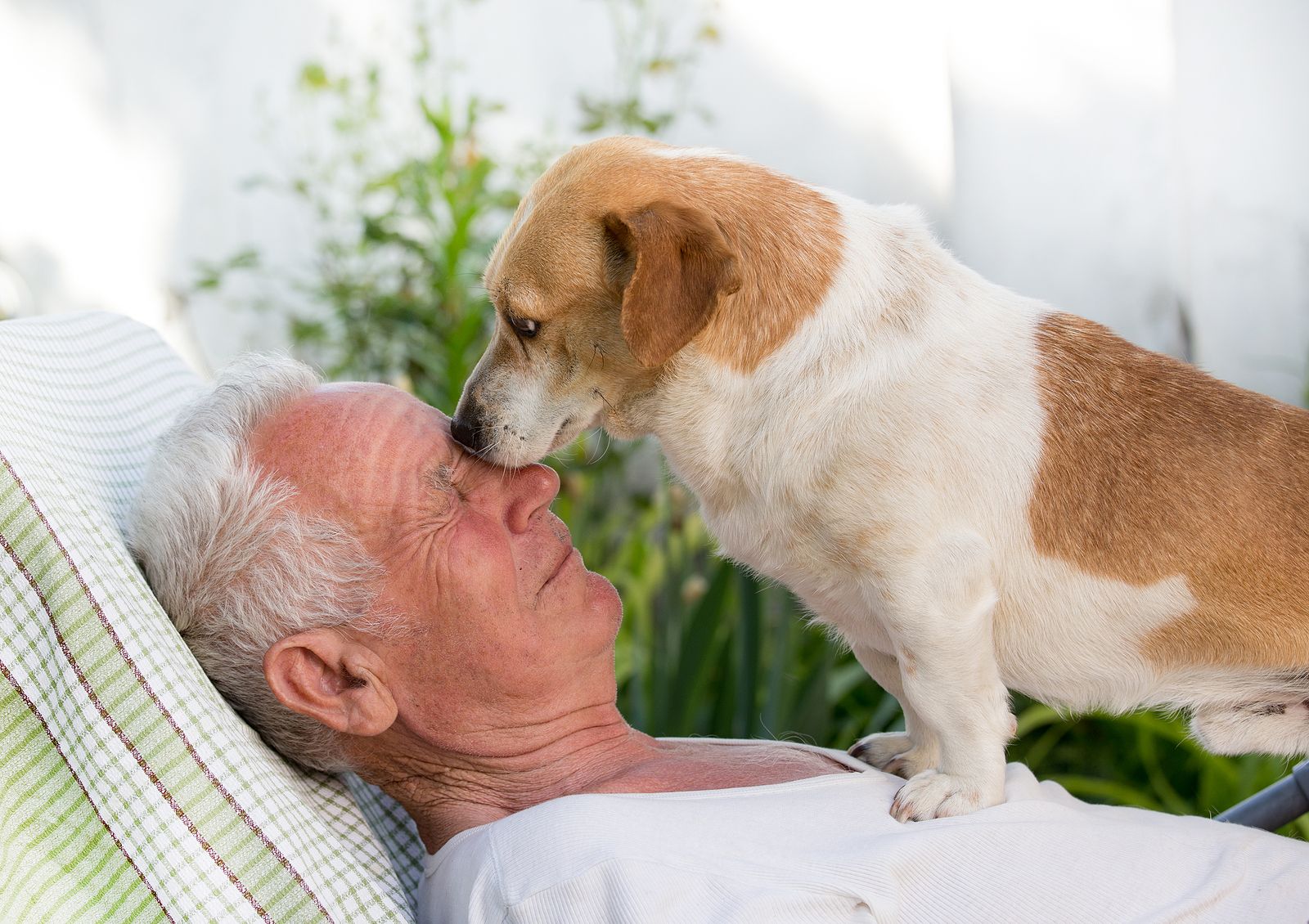 bigstock Old Man With Dog In Garden 276102220