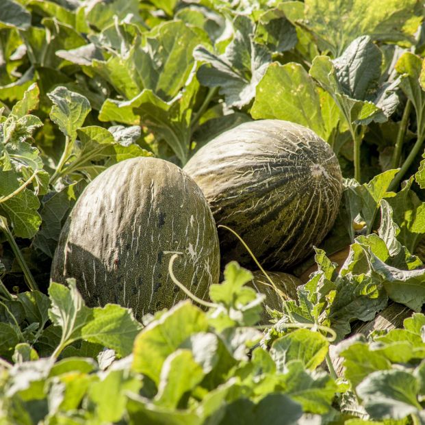 El producto que Mercadona prevé comprar a productores locales. Foto: Europa Press