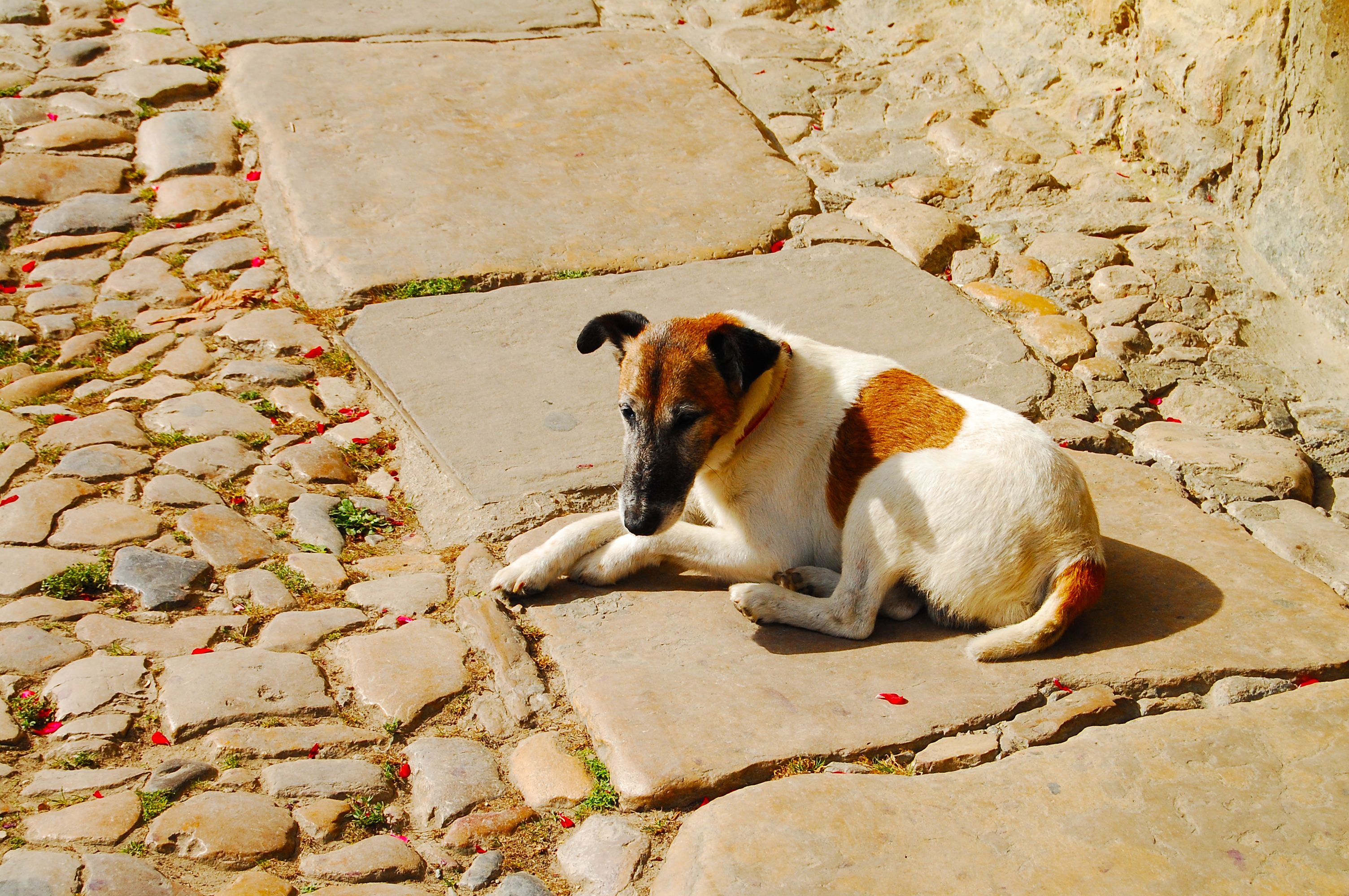 Denuncian al dueño de un perro que murió por estar expuesto a las altas temperaturas