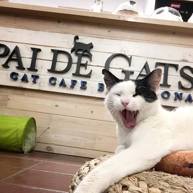 Cafeterías con gatos (https://www.espaidegats.com/)