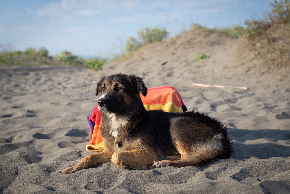 bigstock Portrait Of A Dog On Beach Do 401097008