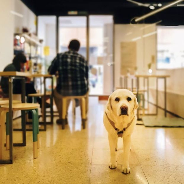 Bares y cafeterías que admiten perros: La Fábrica de Huellas (Valencia). Foto: Instagram