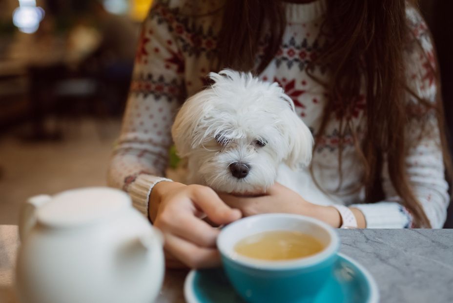Aquí se admiten perros: los mejores bares y cafeterías para ir con tu mascota (Foto: Bigstock)