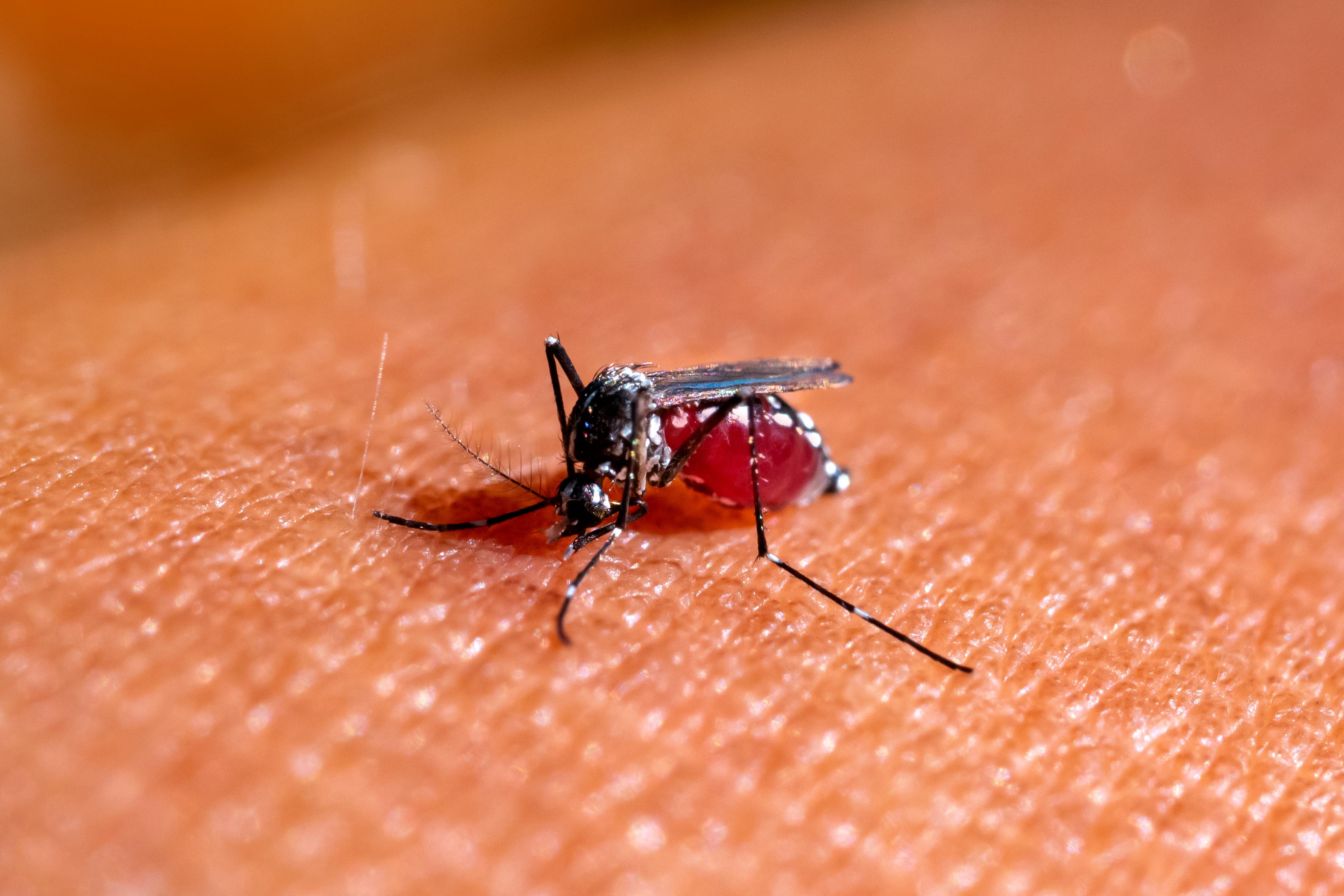 El motivo de por qué los productos antimosquitos ya no son tan letales