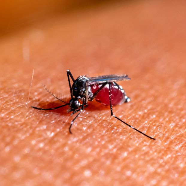 El Aedes aegypti, también conocido como mosquito del dengue o de la fiebre amarilla (Foto: Bigstock)