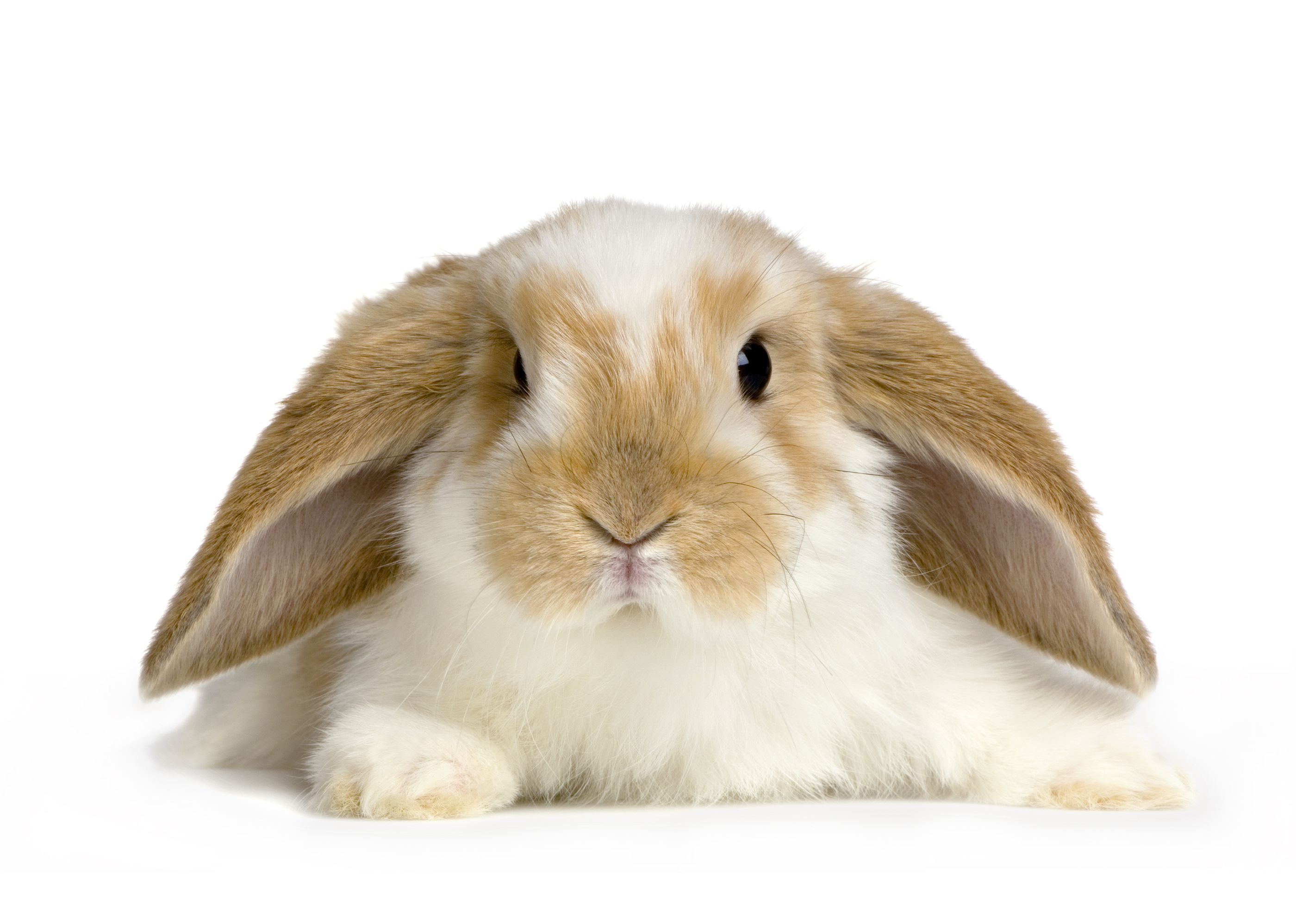 ¿Tu conejo es de orejas caídas o levantadas? Te contamos qué significa (Foto: Bigstock)