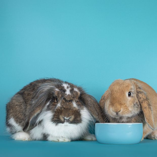 2 tipos de conejo 'belier' (Foto: Bigstock)