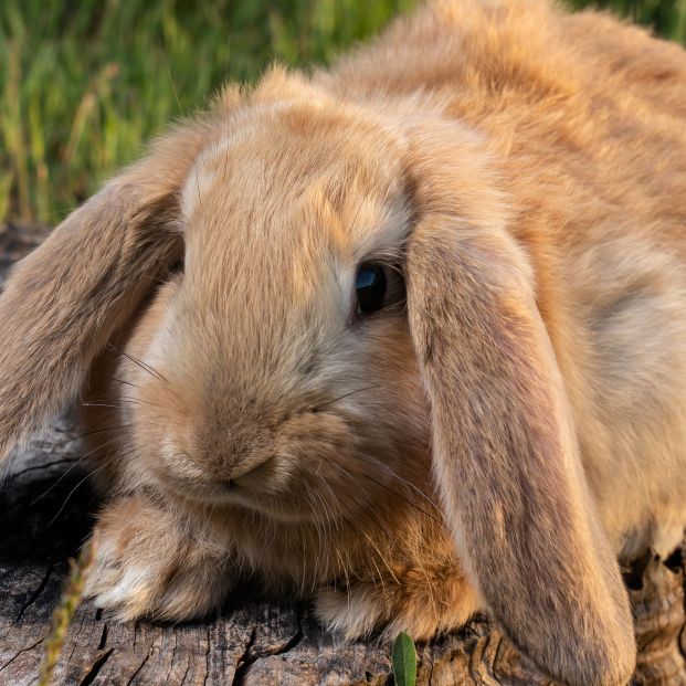 Conejo Belier de orejas caídas (Foto: Bigstock)