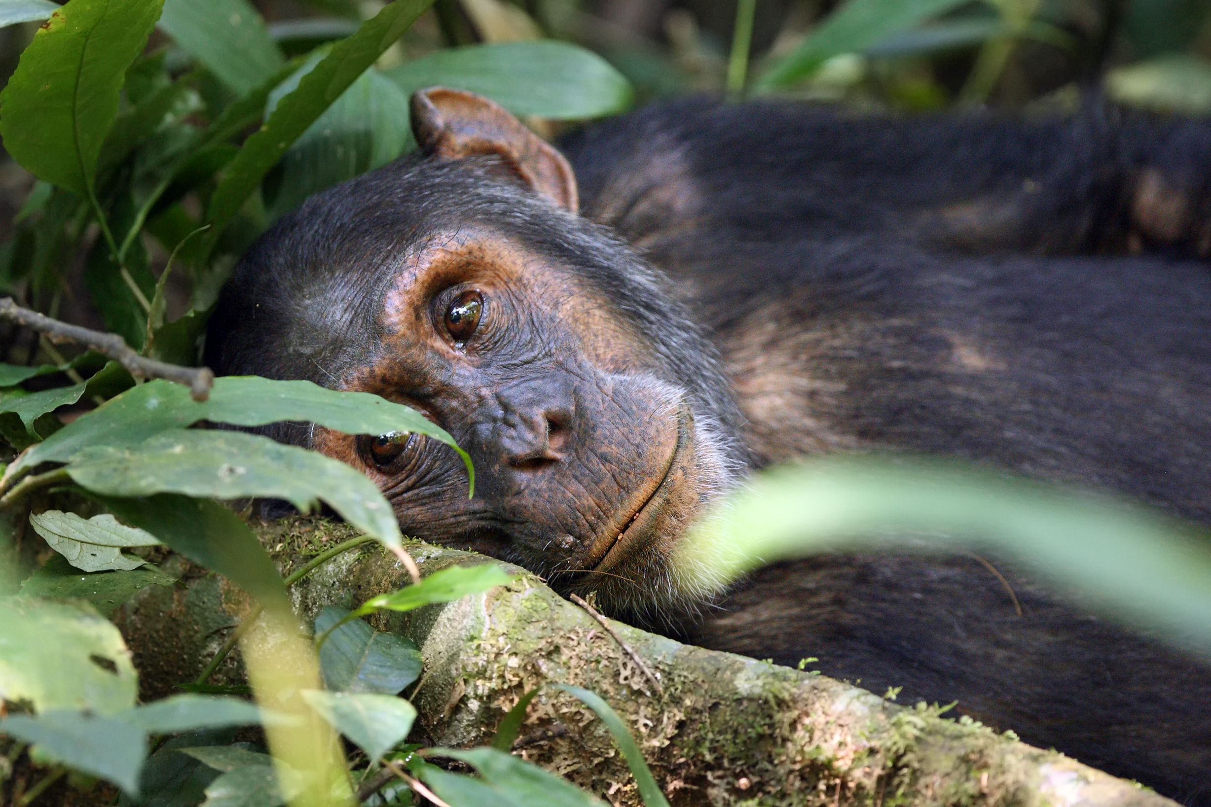 Un zoo prohíbe la entrada a una mujer por tener una "relación" con un chimpancé Un zoo prohíbe la entrada a una mujer por tener una "relación" con un chimpancé